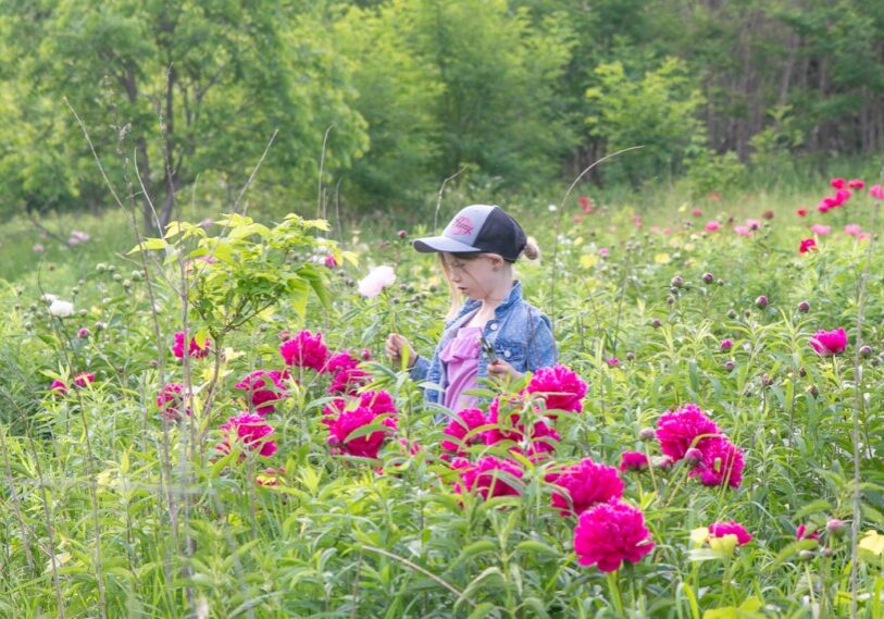 Hidden Springs Peony Farm has more than 600 varieties of peonies, from red to yellow to coral to pink and more.  Peonies originated in Asia and Eastern Europe.  (Submitted photo)