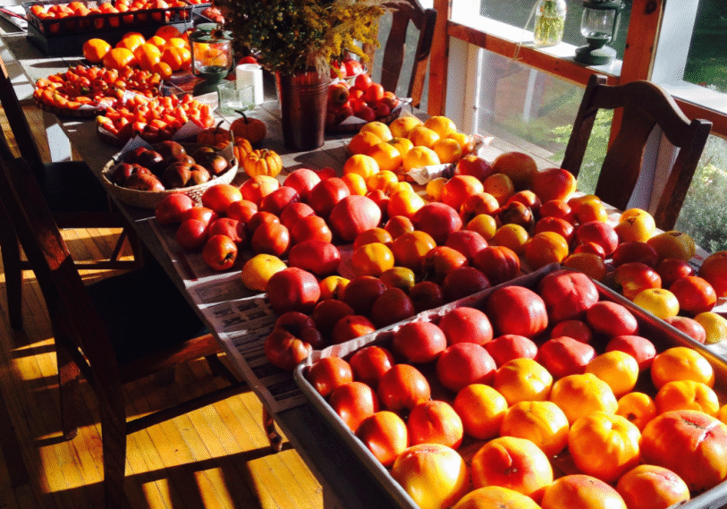<span style="font-size: 14px; color: #6c6b6b; ">Several harvested varieties of heirloom tomatoes await processing. Wild tomatoes originated in the mountains of South America, but were believed to be domesticated in Mexico.  Cortés took them from the new world back to Spain. (Photo by John Torgrimson)</span>