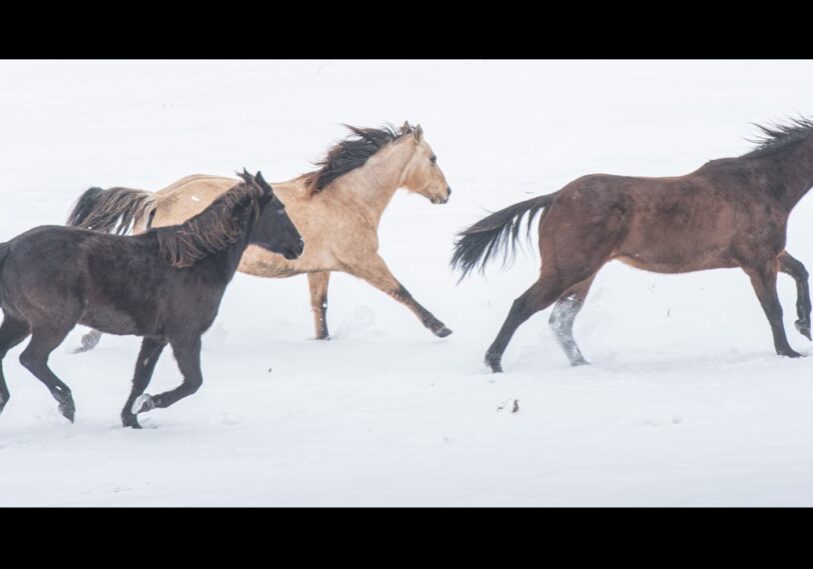 PHOTO 1 Golden Eagles 3 horses Three horses running in the snow surprised me. They looked like a scene in a Chinese painting. (Photo by John Weiss)