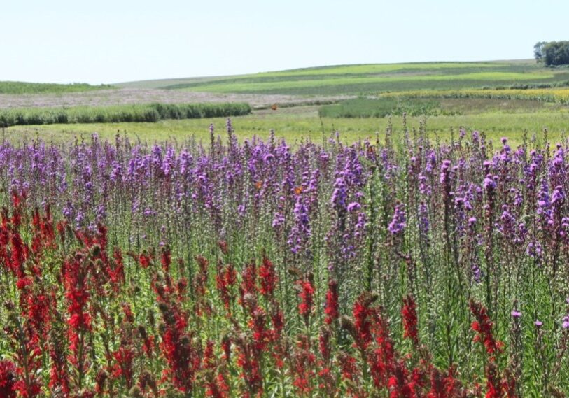 PHOTO 1 HERO Shooting Star Flowers LOBCAR-LIALIG1 1300x867 <span style="font-size: 14px; color: #6c6b6b; ">Production fields of Cardinal Flower and Meadow Blazing Star located outside of Spring Grove, Minnesota. (Photo by Shooting Star Native Seeds)</span>