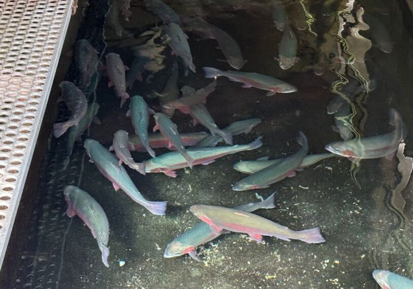 PHOTO 1 Hatchery <span style="font-size: 14px; color: #6c6b6b; ">Three-year-old rainbow trout 'coming of age' in a hatchery raceway. (Photo by Renee Bergstrom)</span>