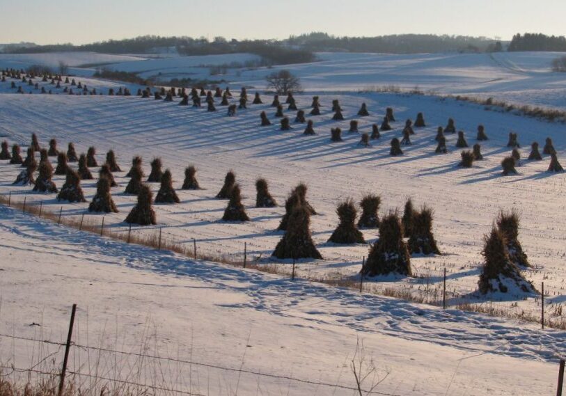 PHOTO 1 Haystacks Amish field February 2025 Pyramid shaped Haystacks in rows in a snowy field.