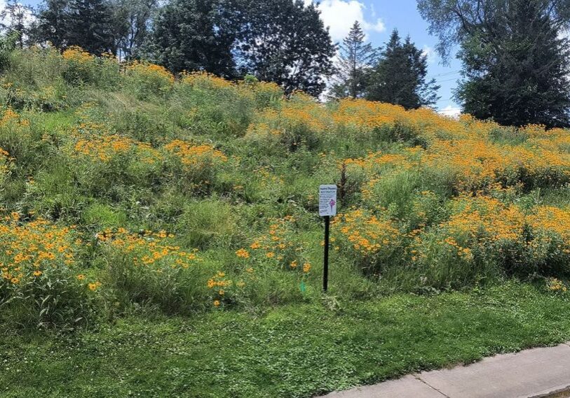 A grassy hillside dotted with clumps of tall yellow daisy-like flowers with dark centers. Flowers are called Rudbeckia or Black-Eyed Susan.
