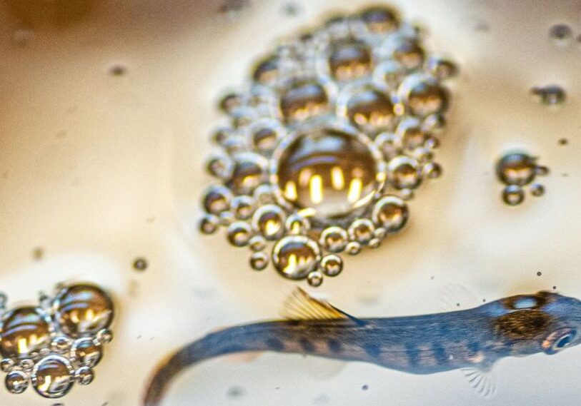 A tiny trout floats in water surrounded by groups of tiny bubbles.