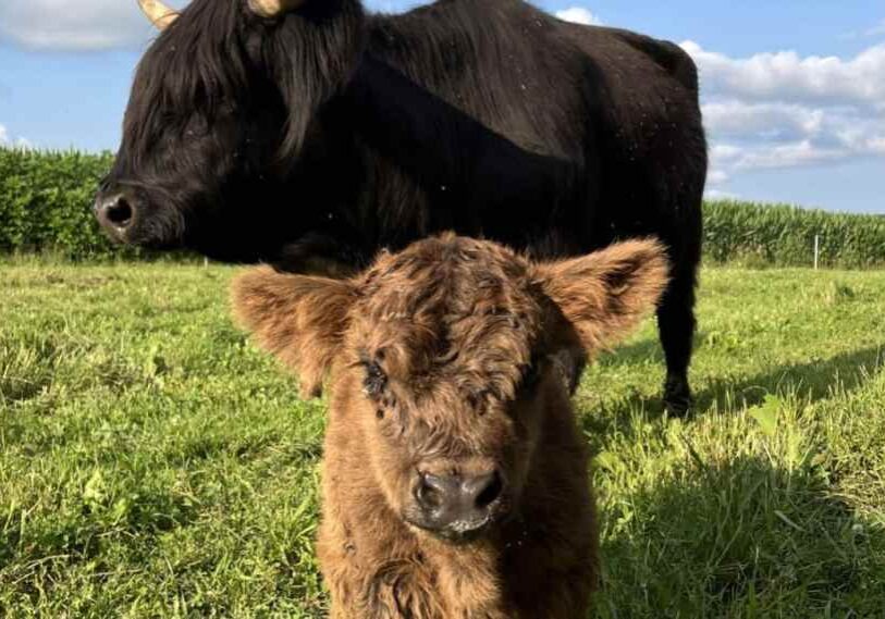 A red-brown hairy calf with ears sticking out to the sides stands in front of a large black cow in a green pasture.
