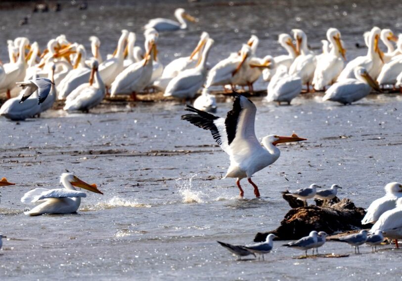 MJS migration16 1.jpg <span style="font-size: 14px; color: #6c6b6b; ">Hundreds of pelicans congregate in the backwaters of the Mississippi River and its tributaries. The Mississippi Flyway is a migration route followed by tens of thousands of North America’s water and shore birds. (Photo near Alma, Wisconsin by Mark Hoffman, Milwaukee Journal Sentinal)</span>