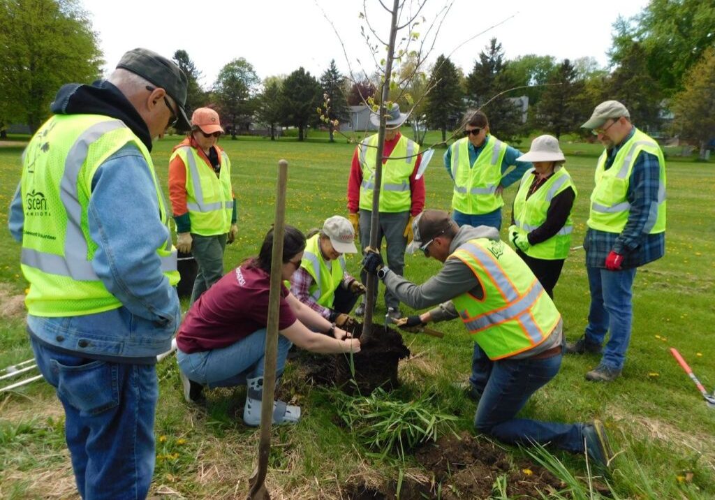 A group of about ten volunteers wearing bright yellow safety vests gather around a young tree in a grassy park. Several people kneel close to the base, gently loosening and spreading the tree’s roots before planting, while others stand nearby watching. A shovel is planted upright in the soil, and small clumps of dirt and grass surround the planting hole.