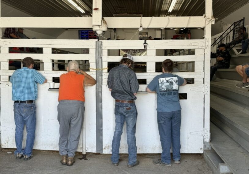 PHOTO 1 RRC August 2024 Sales Barn <span style="font-size: 14px; color: #6c6b6b; ">Buyers look over the livestock up for bid at the Lanesboro Sales Barn. (Photo by Renee Bergstrom)</span>