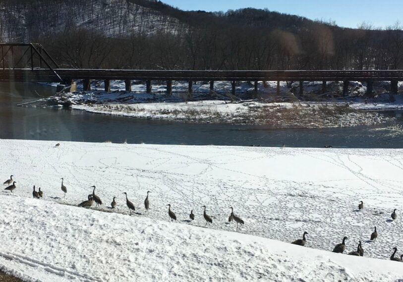 Sandhill Cranes along the Root River near Whalan. (Photo by Renee Bergstrom)