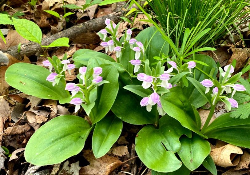 PHOTO 1 SHOWY ORCHIS <span style="font-size: 14px; color: #6c6b6b; ">The author’s favorite ephemeral is the Showy Orchis. This exquisite member of the orchid family has won acclaim from some Morel mushroom hunters as a reliable signal for when the Morels will appear. Unfortunately, it is also well known for being extremely hard to find anywhere. So if you find it, celebrate your good luck. (Photos by Loni Kemp) </span>
