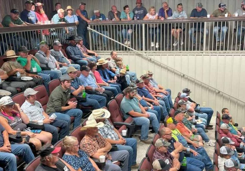 A full house of farmers and ranchers sit shoulder to shoulder in the renovated Lanesboro Sales Barn’s theatre-style seats. Many wear baseball caps or straw hats as they watch the auction ring below. The tiered seating and upper-level balcony give the scene the look of a movie theater, with people leaning forward in concentration as bids are called out.