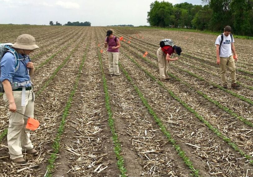 Groups of people walk through a field with emerging rows looking at the soil for artifacts.
