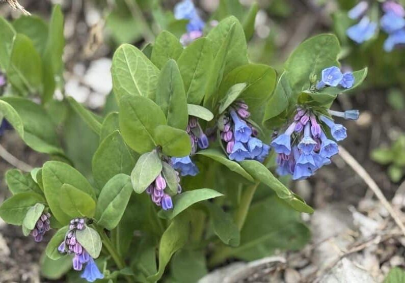 Clusters of nodding, bell-shaped flowers in shades of soft blue and lavender hang beneath broad green leaves. Some buds remain pinkish, showing the transition from bud to bloom.