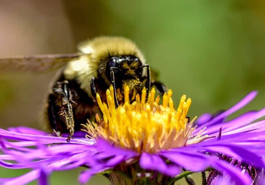 A close-up, highly detailed image of a fuzzy black-and-yellow bumblebee collecting nectar from the center of a bright purple flower. The bee’s body is covered in fine hairs and dusted with pollen, especially around its legs and underside. The flower has long, thin purple petals radiating outward from a dense yellow center. The background is softly blurred green, making the bee and flower stand out sharply in focus.