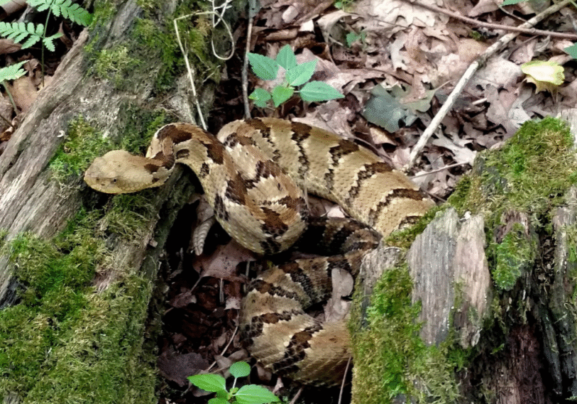 PHOTO 1 Timber Rattler in logs and leaves <span style="font-size: 14px; color: #6c6b6b; ">A timber rattlesnake utilizing woodland habitat. (Photo by Stephen Winter)</span>