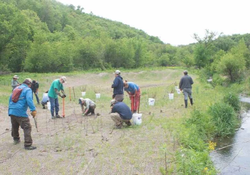 A group of people bend and stand over small bushes being planted in a dry grass field. A hill with leafed out green trees is off the the left and back of the photo.