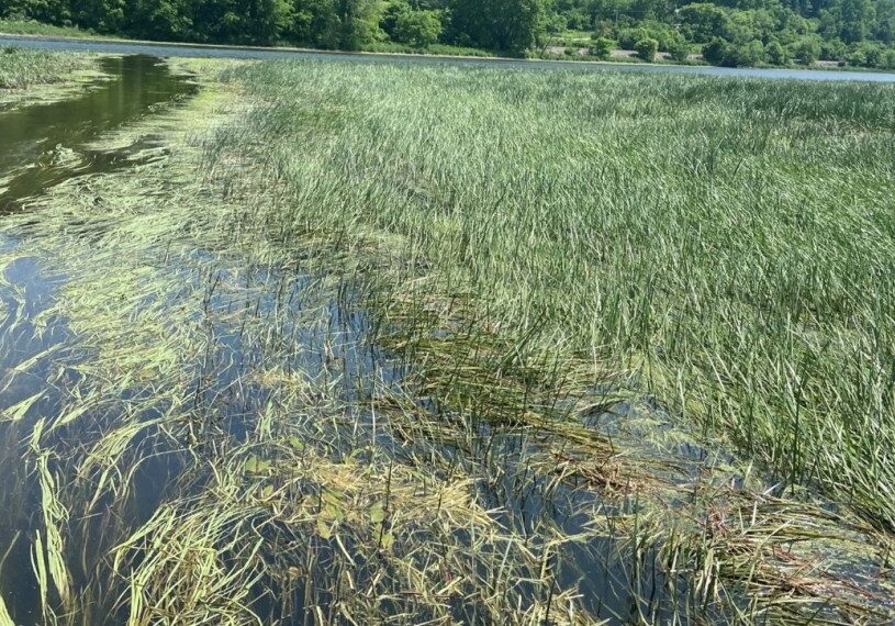 PHOTO-1-floating-leaf view of wild rice growing in Mississippi River