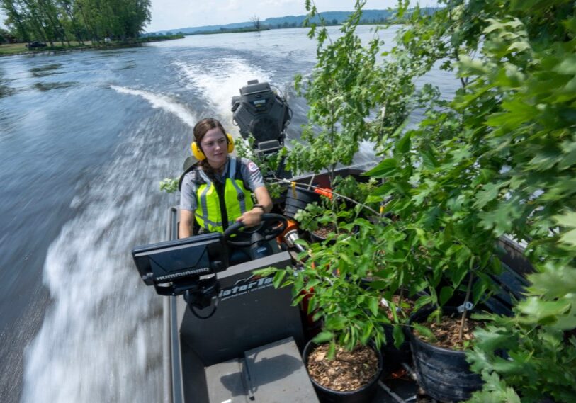 reforestation boat The U.S. Army Corps of Engineers is restoring floodplain forest habitat on Mississippi River islands throughout the Reno Bottoms area, east of Houston County, with trees such as river birch, hackberry, cottonwood, silver maple and swamp white oak. Above, Corps forester Sara Rother drives a boat full of trees to be planted on an island south of La Crosse. (Photo by Mark Hoffman, Milwaukee Journal Sentinel)