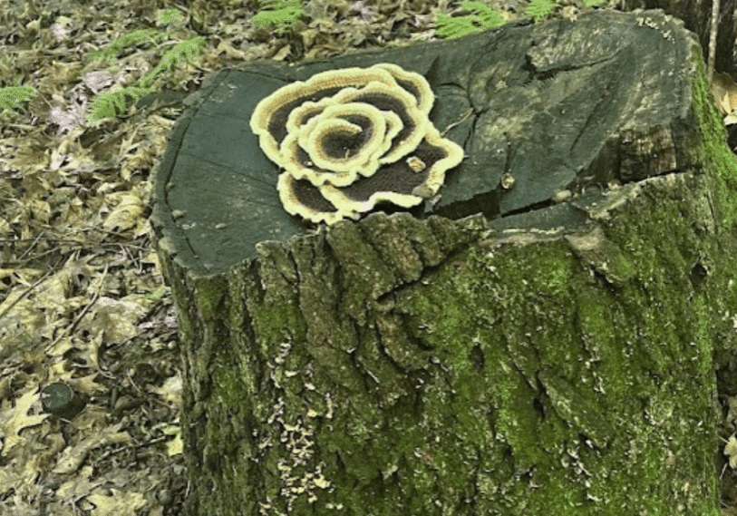 PHOTO 1 turkey tail crocheted mushroom by Laurie Byrne <span style="font-size: 14px; color: #6c6b6b; ">A crocheted version of a Turkey tail mushroom which makes shelves or brackets to produce spores above the ground and are known for their medicinal properties. (Photo by Laurie Byrne)</span>