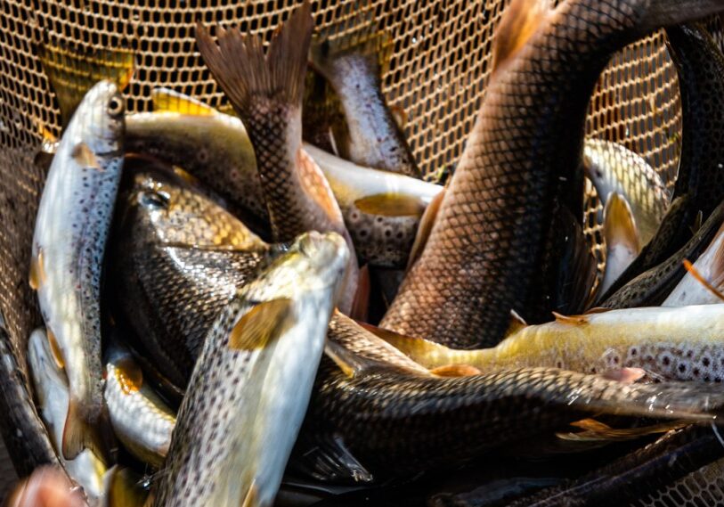 PHOTO 2 Some of the trout and other fish electroshocked this spring as part of the DNR’s annual trout stream analysis (Photo by John Weiss)