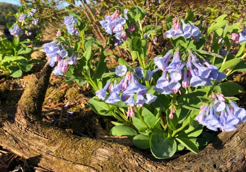 Blooming native bluebells (Mertensia boraginaceae) return to the Root River valley every spring. (Photo by Nancy North)