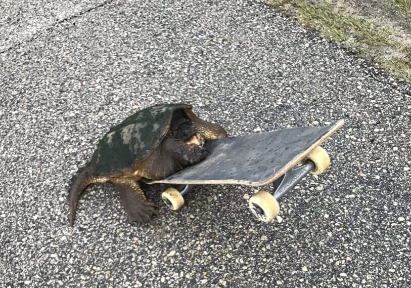 A dark brown snapping turtle lays on the lower bottom half of a skateboard. His tail is on the asphalt and the front end of the skateboard is pointing up.