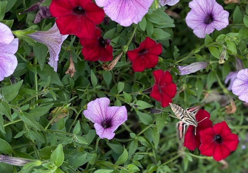 A sphinx moth dances on a bed of petunias on a warm day in October.