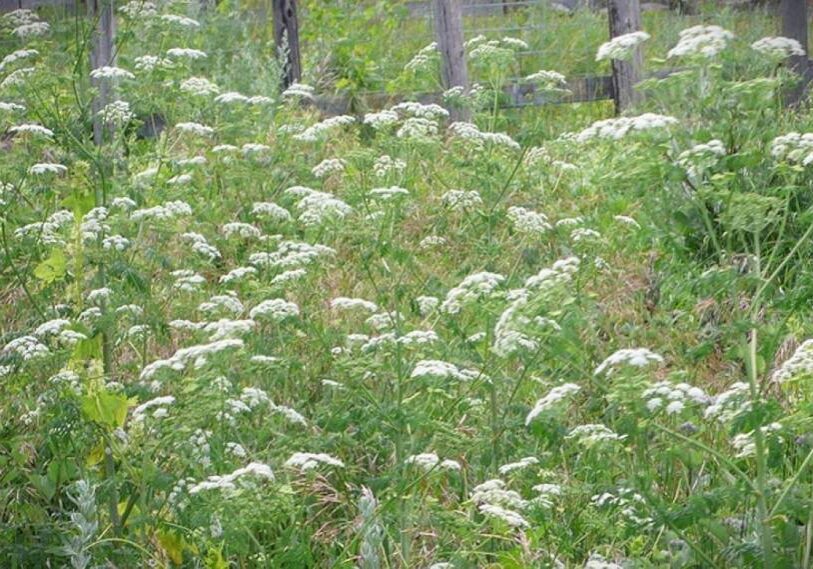 a thicket of white flowers