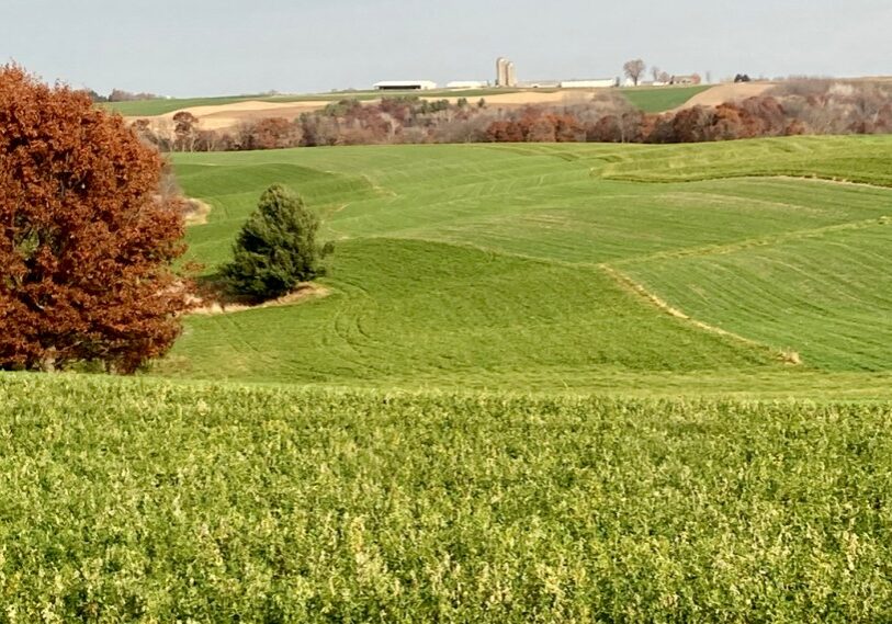 Photo 1 three contour strips Three 120-foot-wide contour strips planted with cover crops follow the contours of hills and ridges, reducing runoff, nutrient loss, and erosion on the Phil Schwantz farm near Altura. (Photo submitted by Phil Schwantz)