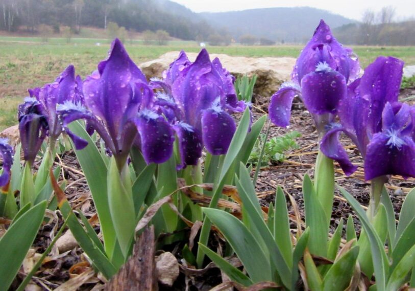 Bulbs and rhizomes produce familiar annual blooms in southeast Minnesota gardens. Some, like these baby iris, are hardy and relatively carefree—whereas other varieties, more tender and less winter-hardy, must be dug up and properly stored until spring. (Photo by Nancy North)