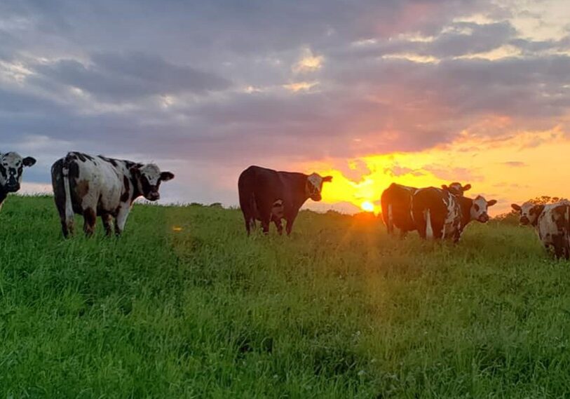 Primary Heins_cows and sunset The Heins' grazing operation, <a href="https://www.facebook.com/people/Hoosier-Ridge-Ranch/100077387513820/" target="_blank" rel="noopener">Hoosier Ridge Ranch</a>, is grounded in economics. The family’s strategy involves building their own herd, custom grazing, and evolving cropland with cover crops and seasonal grazing. (Photo by Eric Heins)