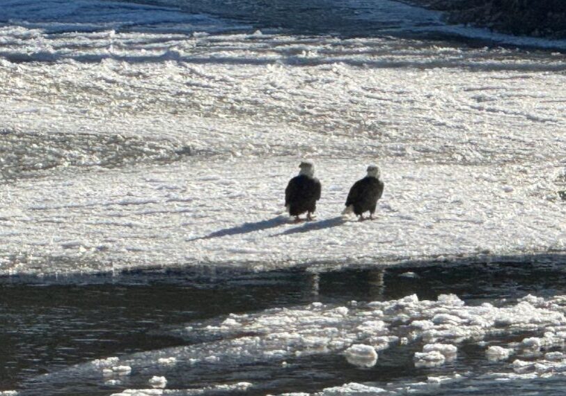 RRC February 2025 Feature Photo Pair of eagles sit on a snowy river bank on a sunny day.