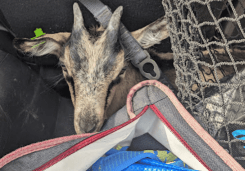 RRC Root River Diary Goat in Pickup by Adrienne Sweeney (1) RRC Root River Diary Goat in Pickup by Adrienne Sweeney (1)