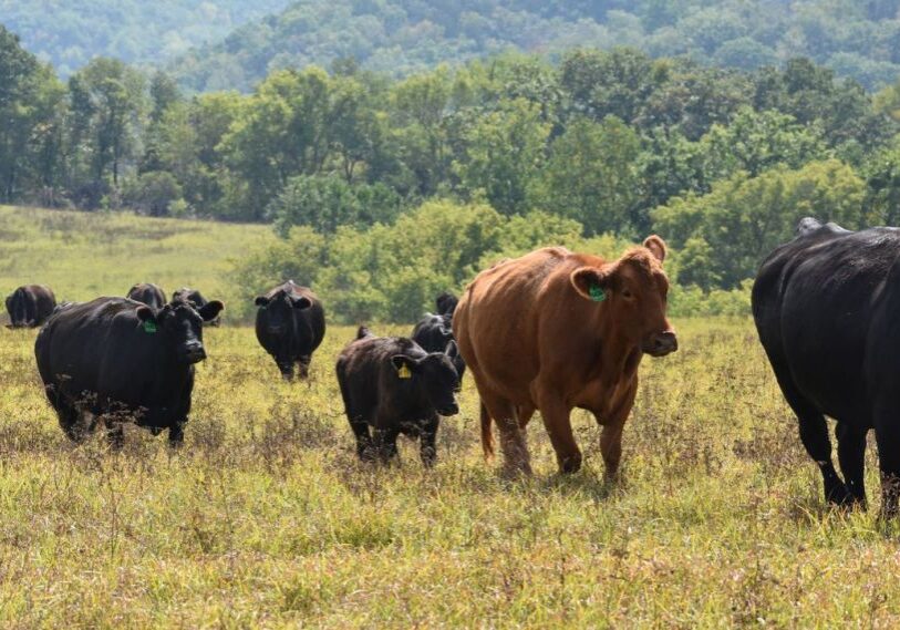 Rotational-Grazing-PHOTO-1 Cattle move through a pasture in a rotational grazing operation. (Photo by Ann Wessel, BWSR)
