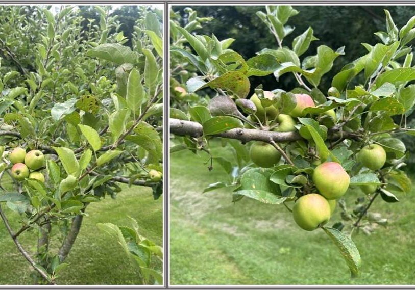 apple branches