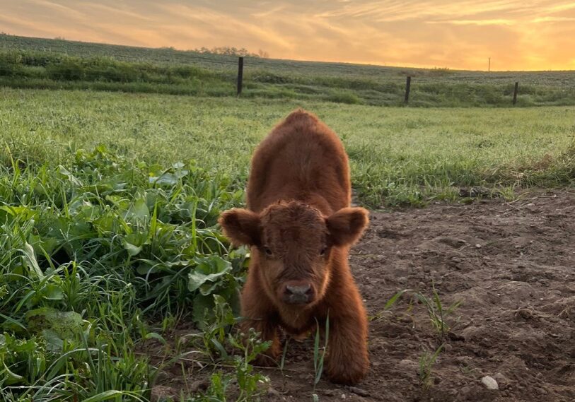 calf