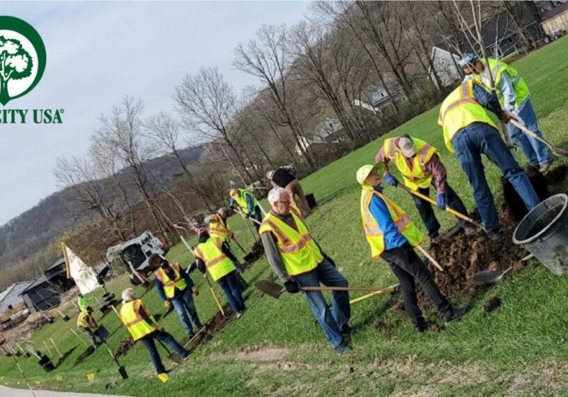 volunteers planting trees