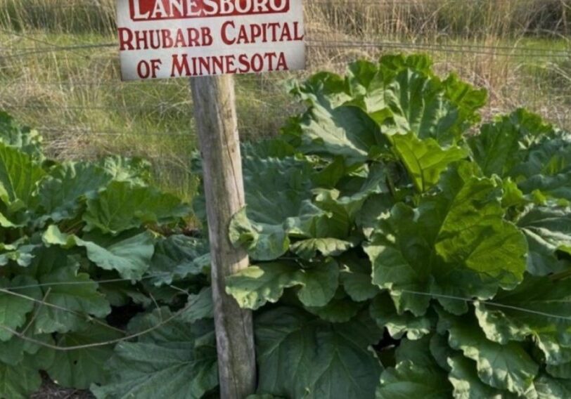 picture of rhubarb plants and sign
