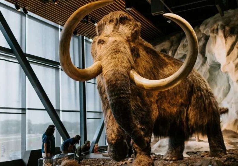 woolly - mammoth at Bell photo of woolly mammoth exhibit and people viewing